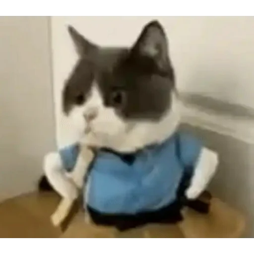 small to medium-sized cats cat indoor