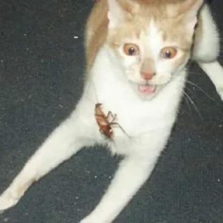 Sticker @stickermemeindonesia baginda - 11