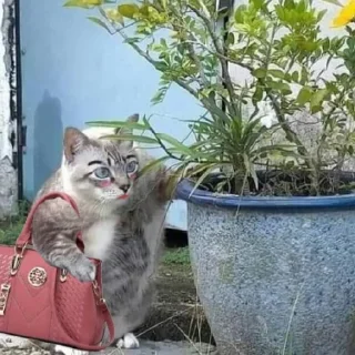 Sticker @stickermemeindonesia baginda - 9