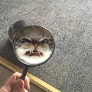 Sticker @stickermemeindonesia baginda - 10