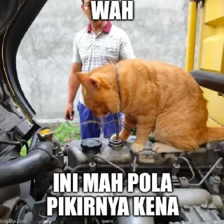 Sticker @stickermemeindonesia baginda - 5