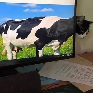 Sticker @stickermemeindonesia baginda - 1