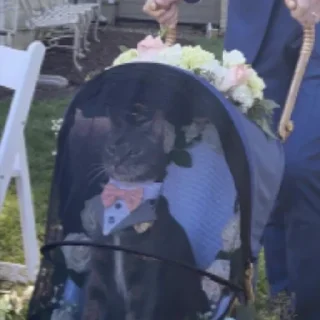 Sticker @stickermemeindonesia baginda - 8