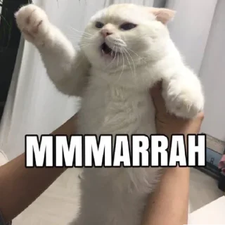 Sticker @stickermemeindonesia baginda - 7