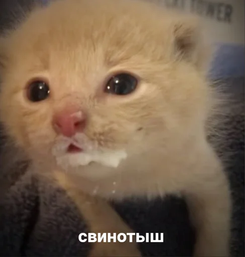 Sticker Stickerrrspack - 1