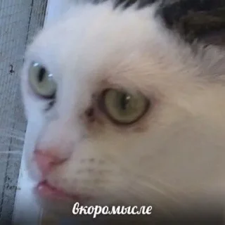 Sticker Для важных переговоров - 4