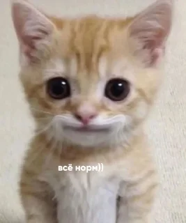 Sticker Для важных переговоров - 5