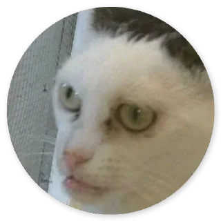 Стикер Cat @stickers187 - 1