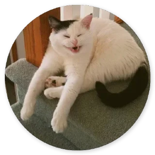 Стикер Cat @stickers187 - 10