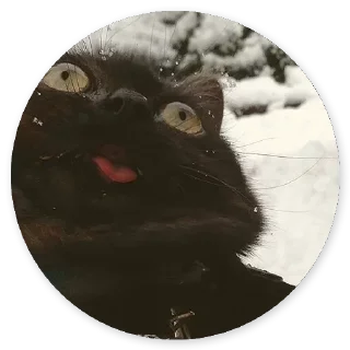 Стикер Cat @stickers187 - 9