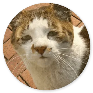 Стикер Cat @stickers187 - 4