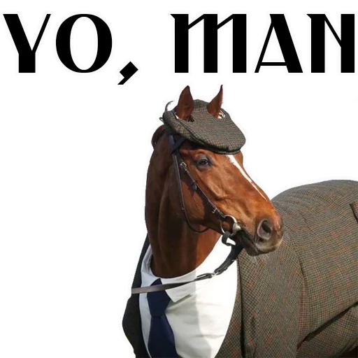 animal mammal stallion