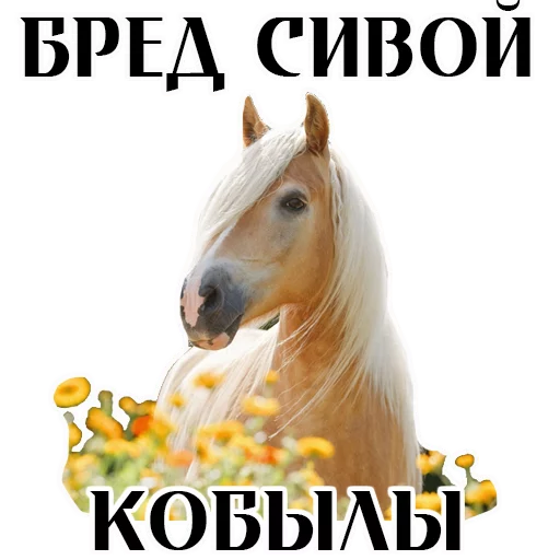 animal mammal horse