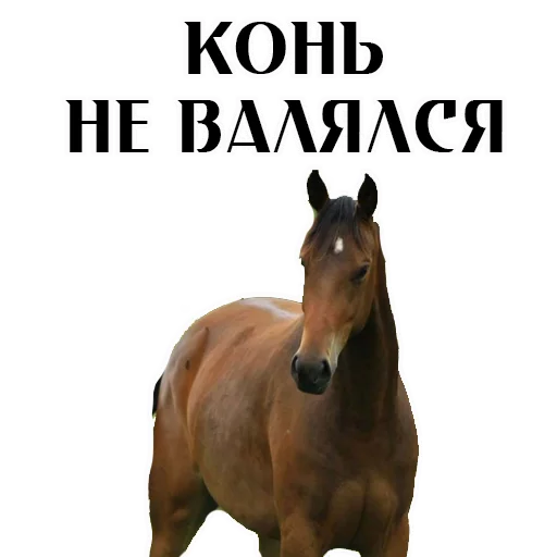 animal horse mammal