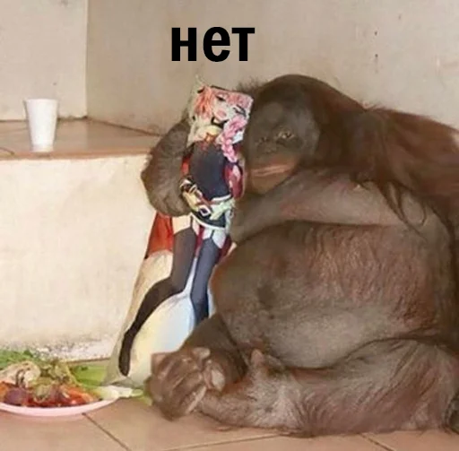 monkey animal indoor