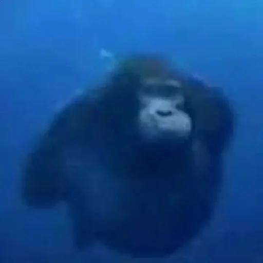 animal mammal aquatic mammal