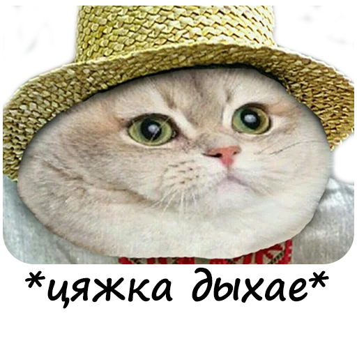 кошки малого и среднего размера кошка кошачьи