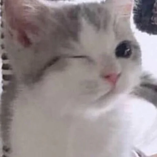 Sticker Стики @rp_party - 2