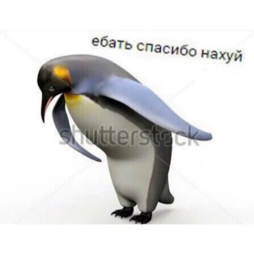 aquatic bird animal bird