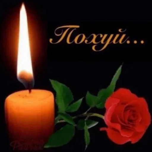 wax still life photography plant