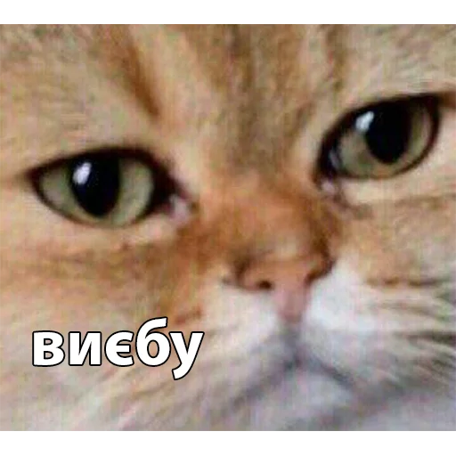 млекопитающее животное кошка