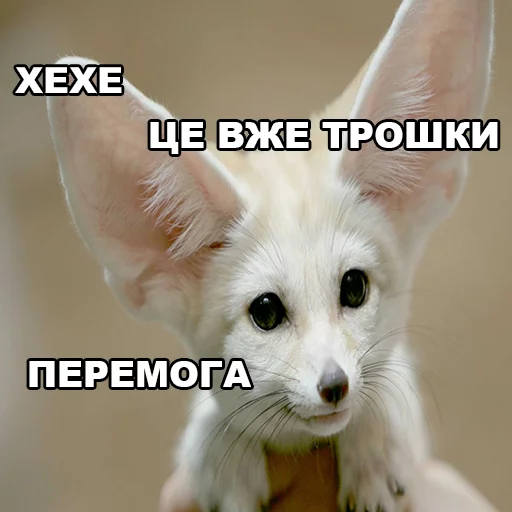 млекопитающее животное домашнее животное