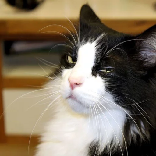 млекопитающее животное кошка