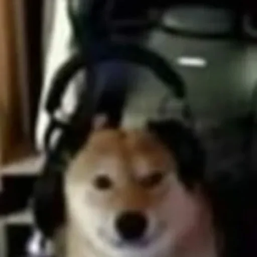 животное домашнее животное собака