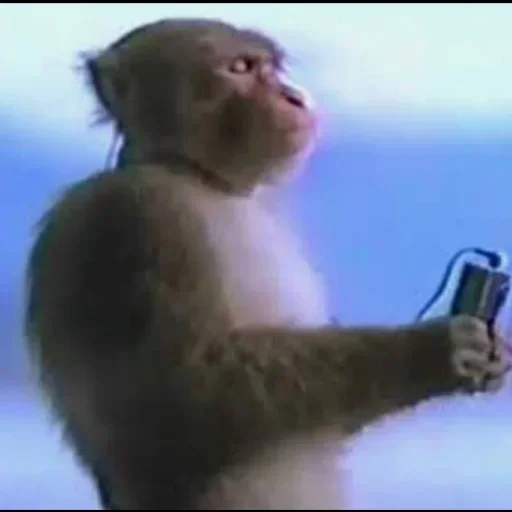 животное млекопитающее примат