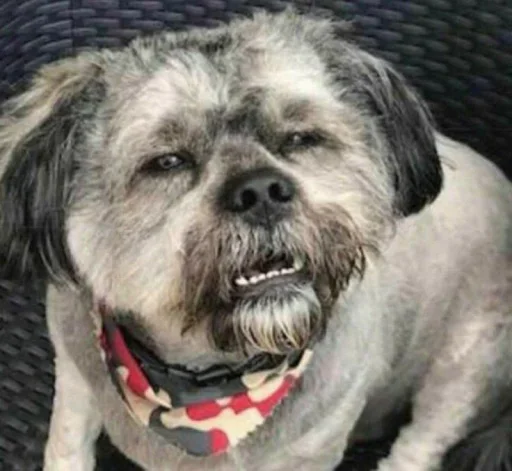 Sticks_mrz.Mazaika II - 