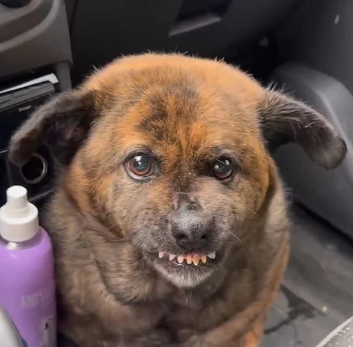 Стикер Sticks_mrzMazaika_II - 1