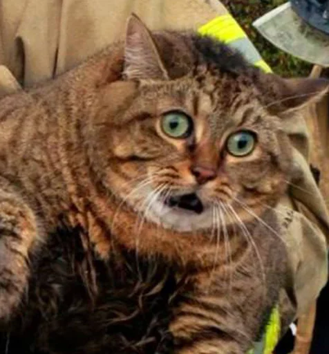 Стикер Sticks_mrzMazaika_II - 1