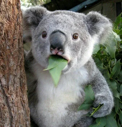 Sticker Sticks_mrzMazaika_II - 1