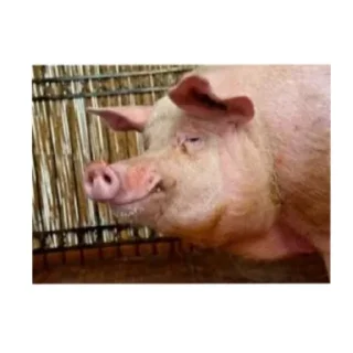 Стикер Стик - 7