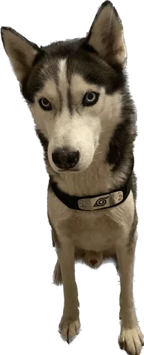 Стикер Мои стикеры - 0