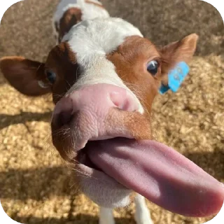 Стикер Стикерочки - 6