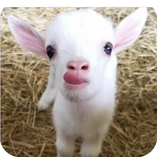 Стикер Стикерочки - 7