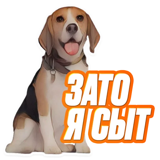 порода собак домашнее животное млекопитающее