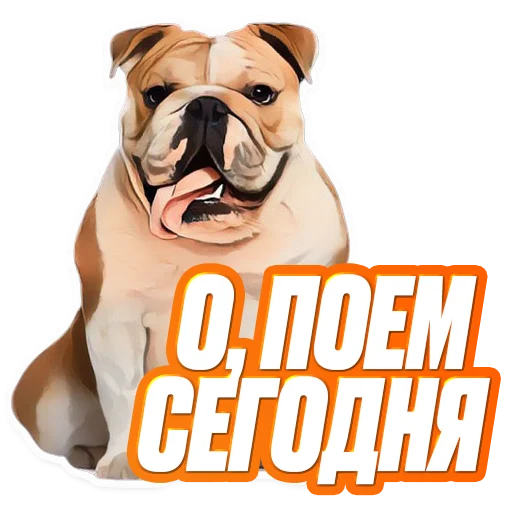 порода собак рыло бульдог