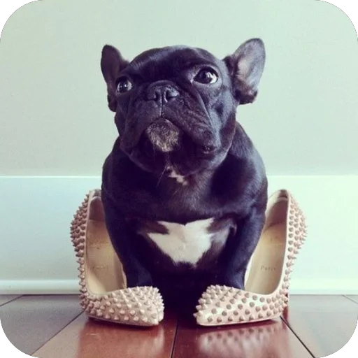 Sticker StikeryDlyaAvtoritetov - 1