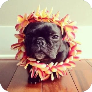 Sticker стикеры для авторитетов сделал @disctictic - 2