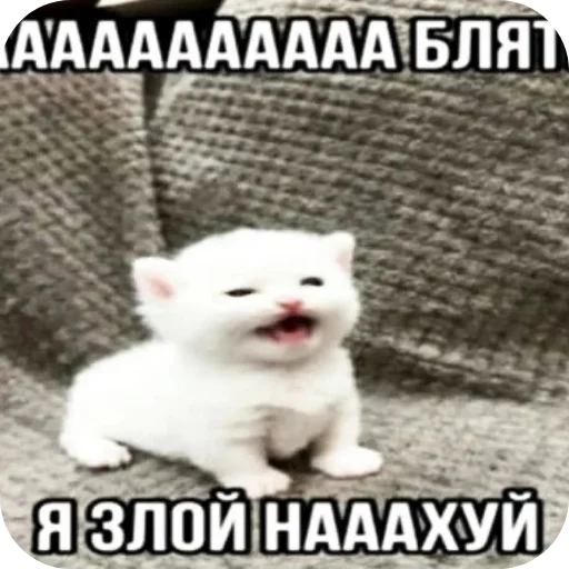 Стикер StikeryDlyaGoshi - 1