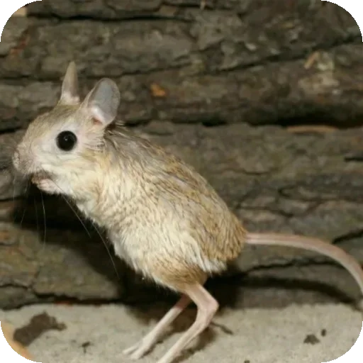 Sticker StikeryNaVsyuZhizn5 - 1