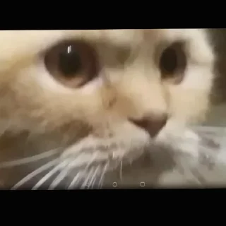 Стикер Стикеры Толика 3.0 - 2