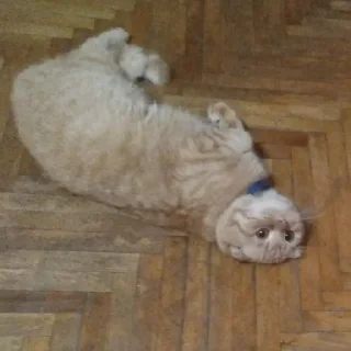 Стикер Стикеры Толика 3.0 - 8