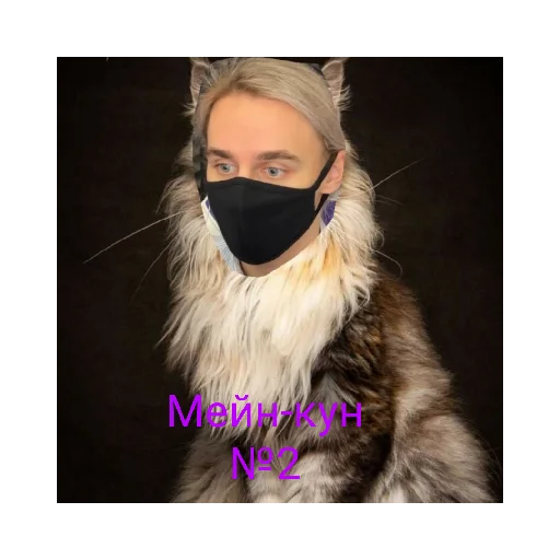 mammal fur cat