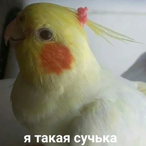 animal bird parrot