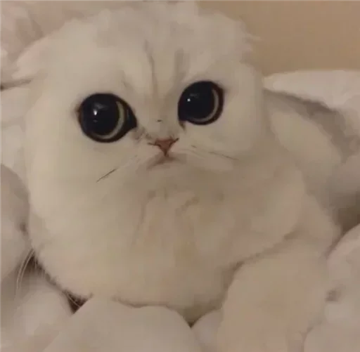 кошка кошки малого и среднего размера животное