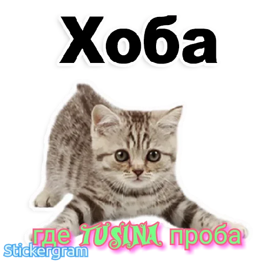 животное млекопитающее кошка