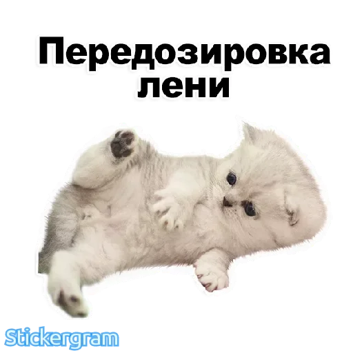 СМС животное млекопитающее